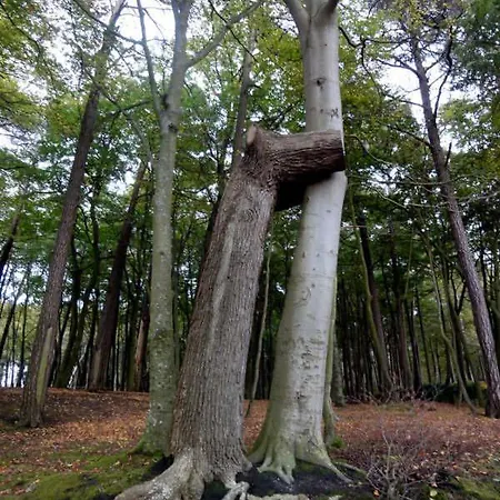 Hinter Dem Rathaus - Haus Ostseekrabbe * Graal-Mueritz