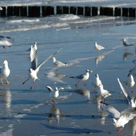 Lejlighed Hinter Dem Rathaus - Haus Ostseekrabbe Graal-Mueritz